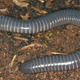 A ringed caecilian, Siphonops annulatus.